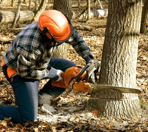 Tree Removal in Keota, OK